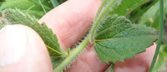 Acalypha peduncularis