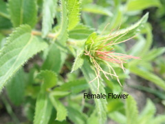 Acalypha peduncularis