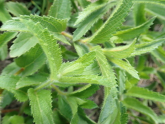 Acalypha peduncularis