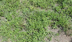 Acalypha peduncularis