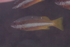 Lutjanus biguttatus