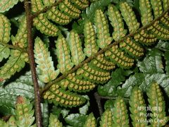 Dryopteris sordidipes