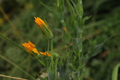 Tragopogon orientalis