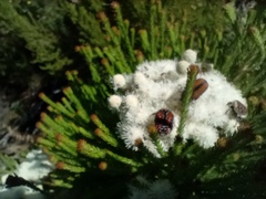 Trichostetha capensis hottentotta