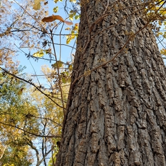 Toxicodendron radicans