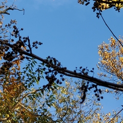 Toxicodendron radicans