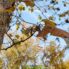 Toxicodendron radicans