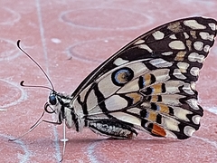 Papilio demoleus