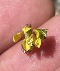 Galphimia angustifolia