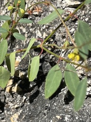 Galphimia angustifolia