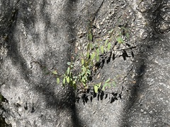 Galphimia angustifolia