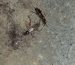 Diphyus quadripunctorius