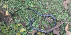 Micrurus mipartitus anomalus