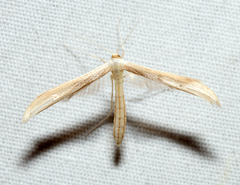 Hellinsia paleaceus