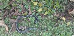 Micrurus mipartitus anomalus