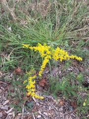 Solidago pinetorum
