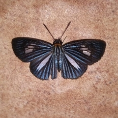 Pythonides lancea