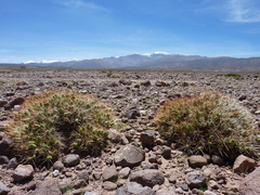 Maihueniopsis camachoi