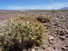Maihueniopsis camachoi