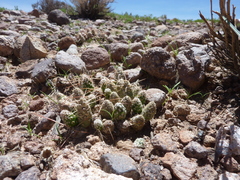 Maihueniopsis conoidea