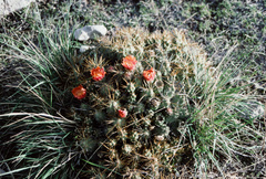 Cumulopuntia boliviana