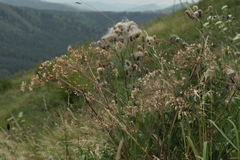 Cirsium arvense