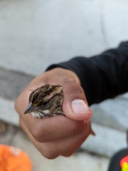 Zonotrichia albicollis