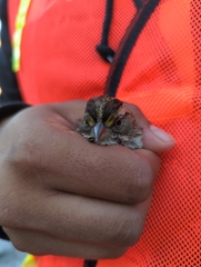 Zonotrichia albicollis