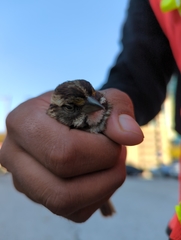 Zonotrichia albicollis