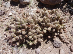 Maihueniopsis conoidea