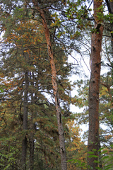 Pinus sylvestris
