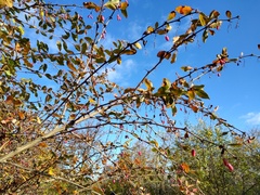 Berberis vulgaris