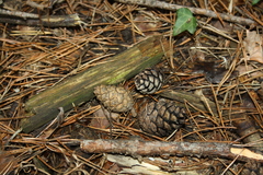 Pinus sylvestris