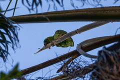 Amazona aestiva