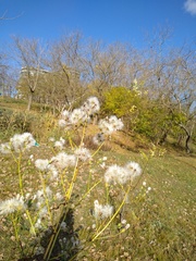 Tripolium pannonicum