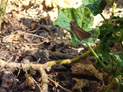 Lerodea eufala concepcionis