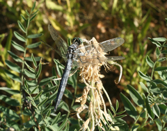 Sophora alopecuroides