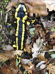 Salamandra