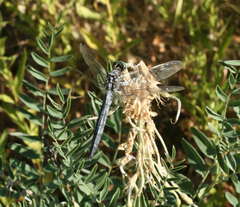 Sophora alopecuroides