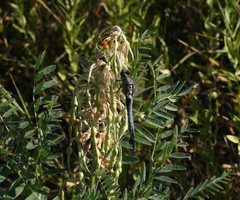 Sophora alopecuroides