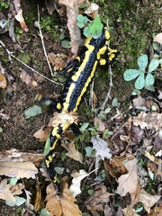 Salamandra