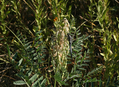 Sophora alopecuroides