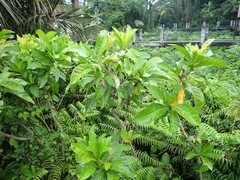 Barringtonia conoidea