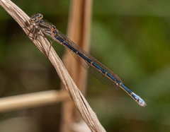 Pseudagrion draconis