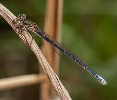 Pseudagrion draconis