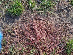 Polygonum