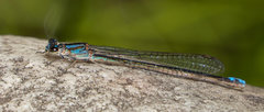 Pseudagrion draconis