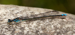 Pseudagrion draconis