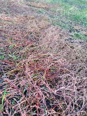 Polygonum