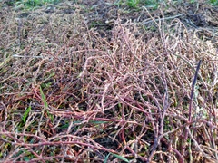 Polygonum